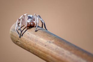 Von tanzenden Spinnen und Käfermüsli