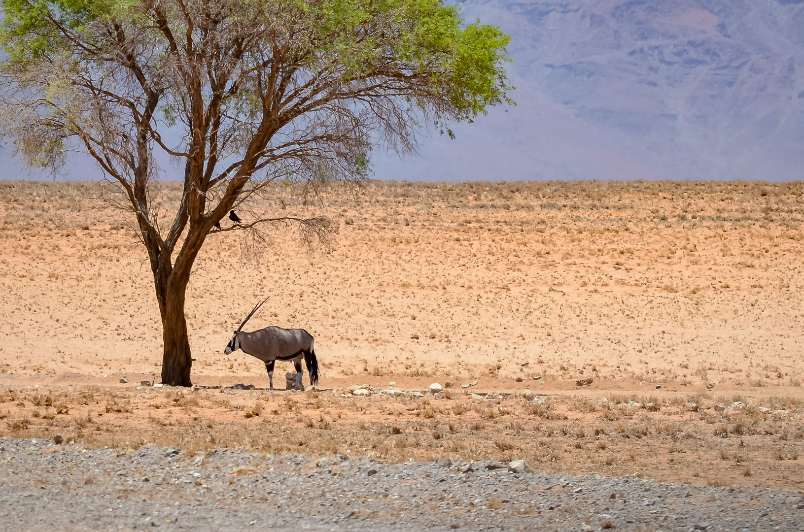 Oryxantilope in Namibia