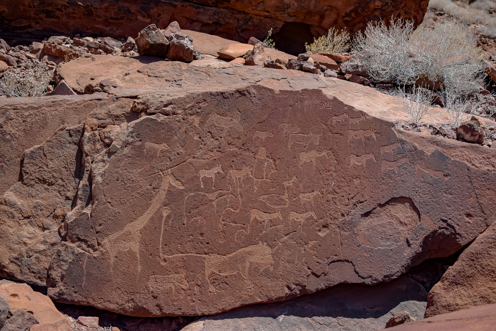 Twyfelfontein Namibia Löwe