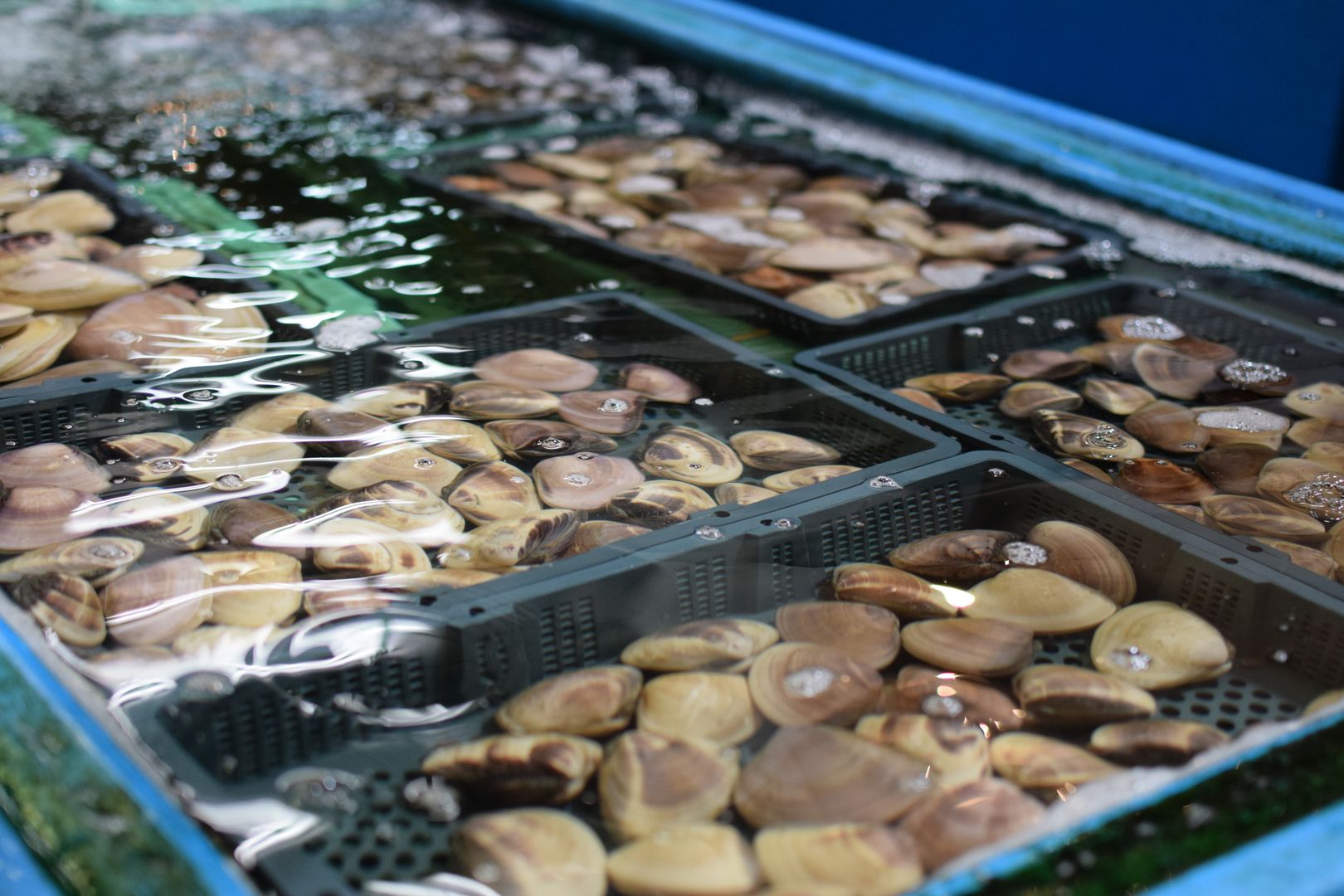 Muscheln auf dem Tsukiji Markt, Tokyo
