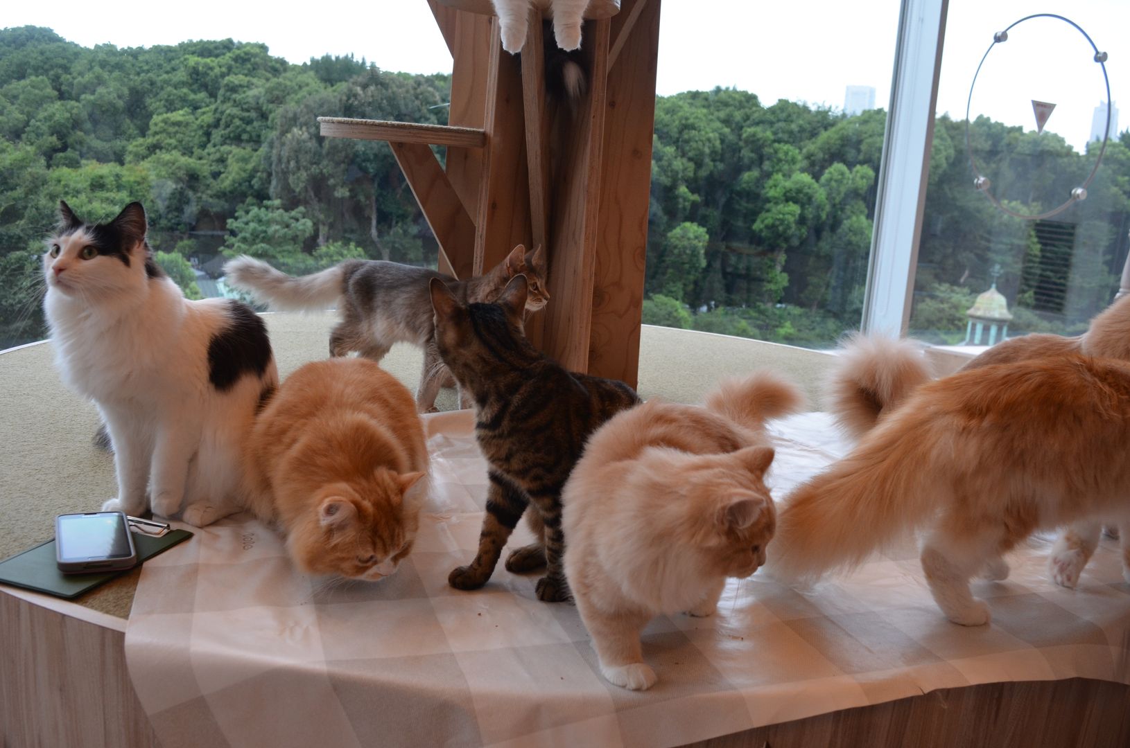 Mocha Cat Café, Tokyo