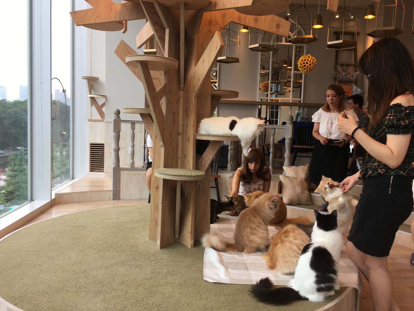 Mochas Katzen Cafe Japan