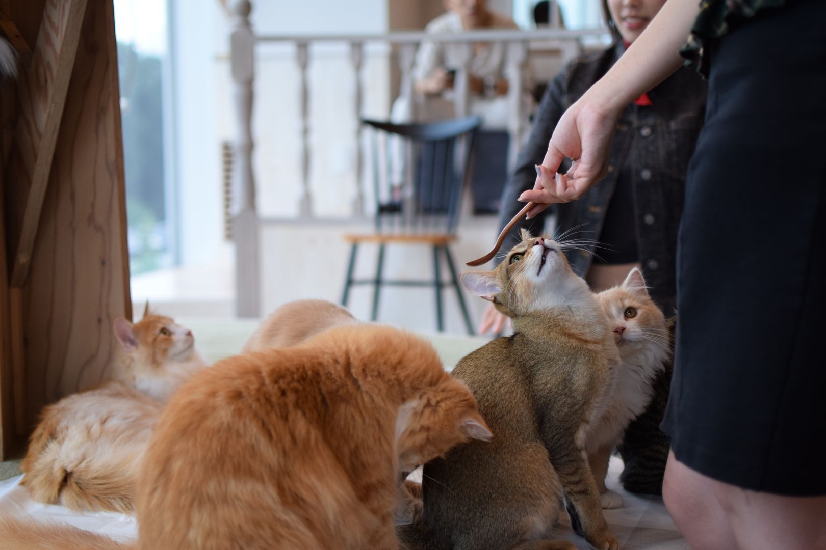 Mocha Cat Café, Tokyo