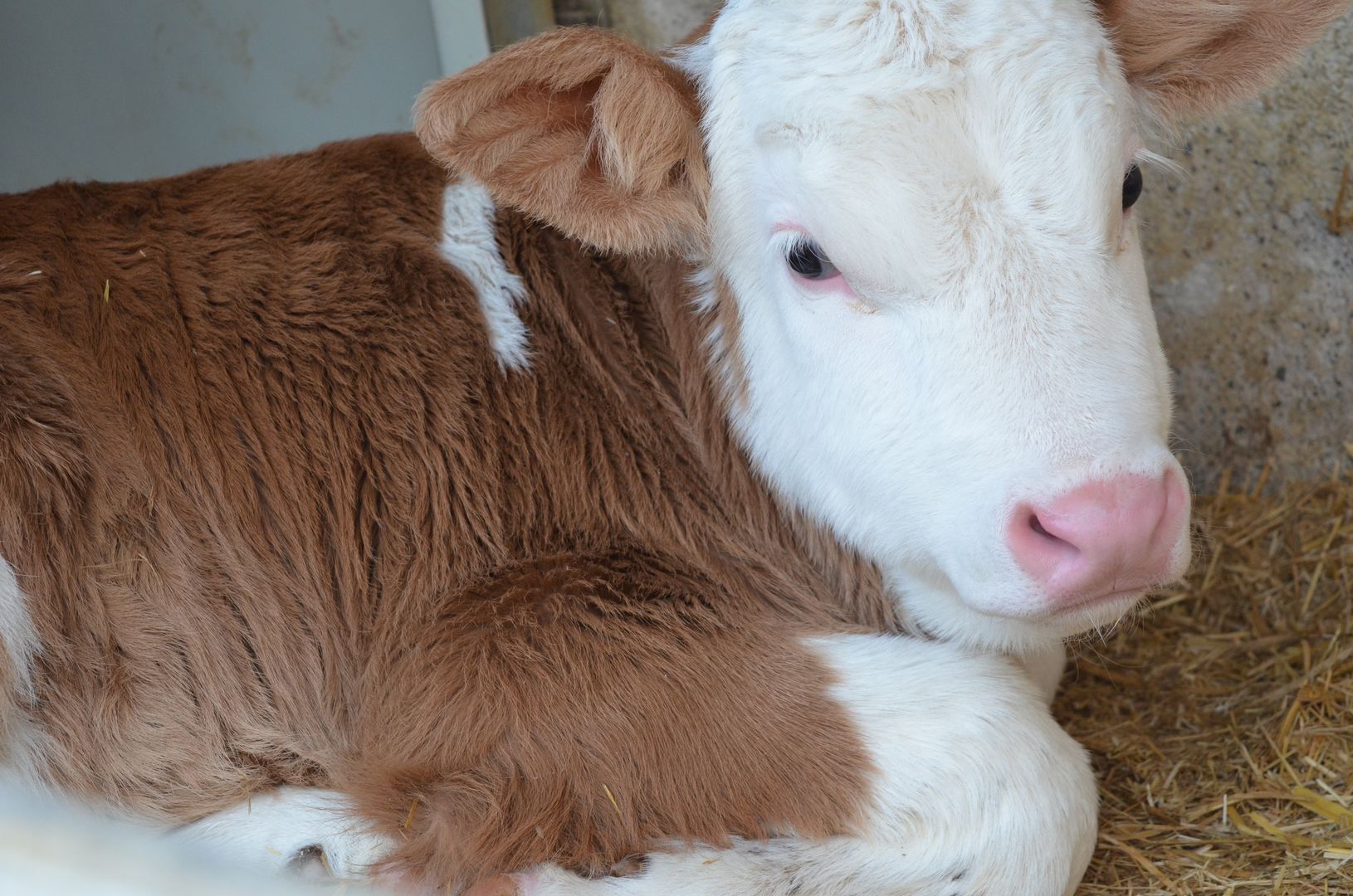 Kälbchen auf dem Maierhof