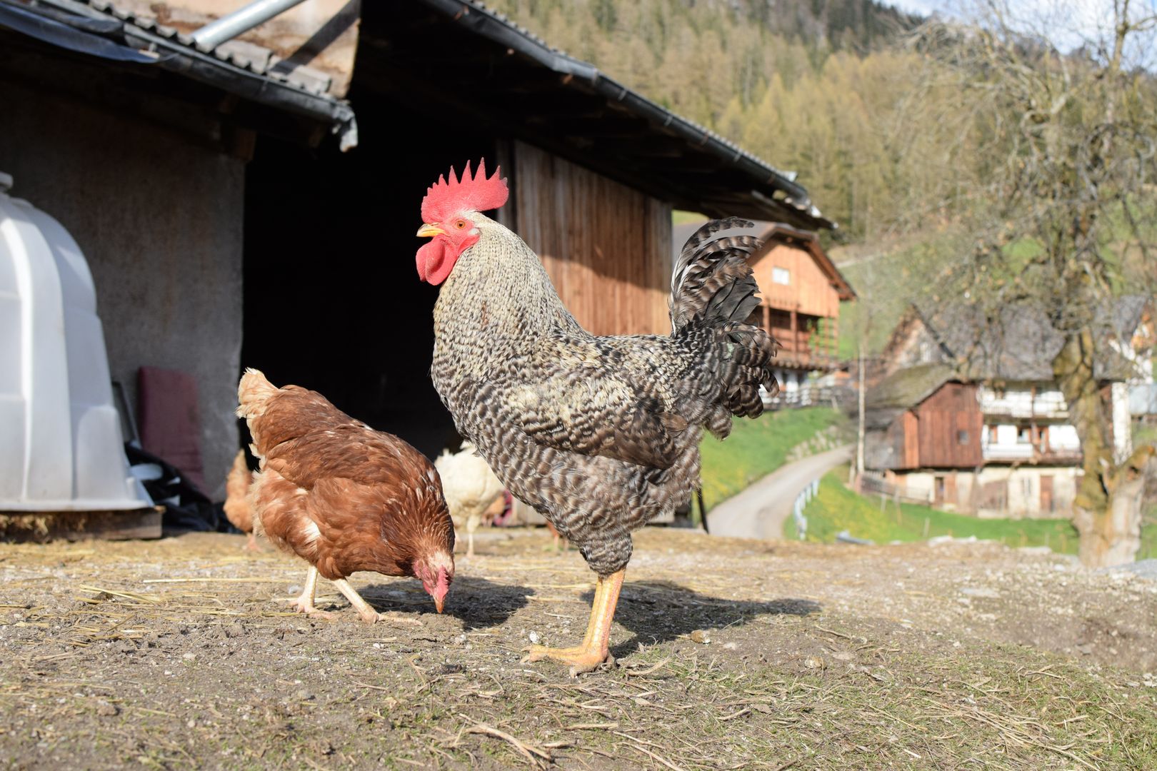 Hahn auf dem Maierhof