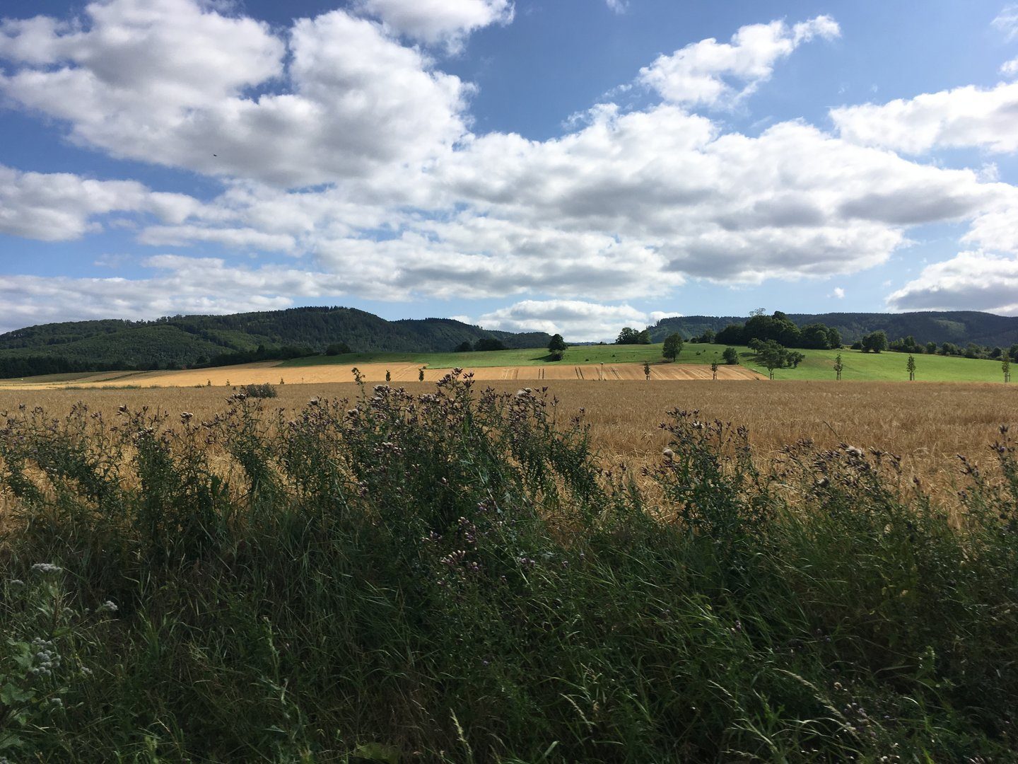 Klosterwanderweg bei Drübeck