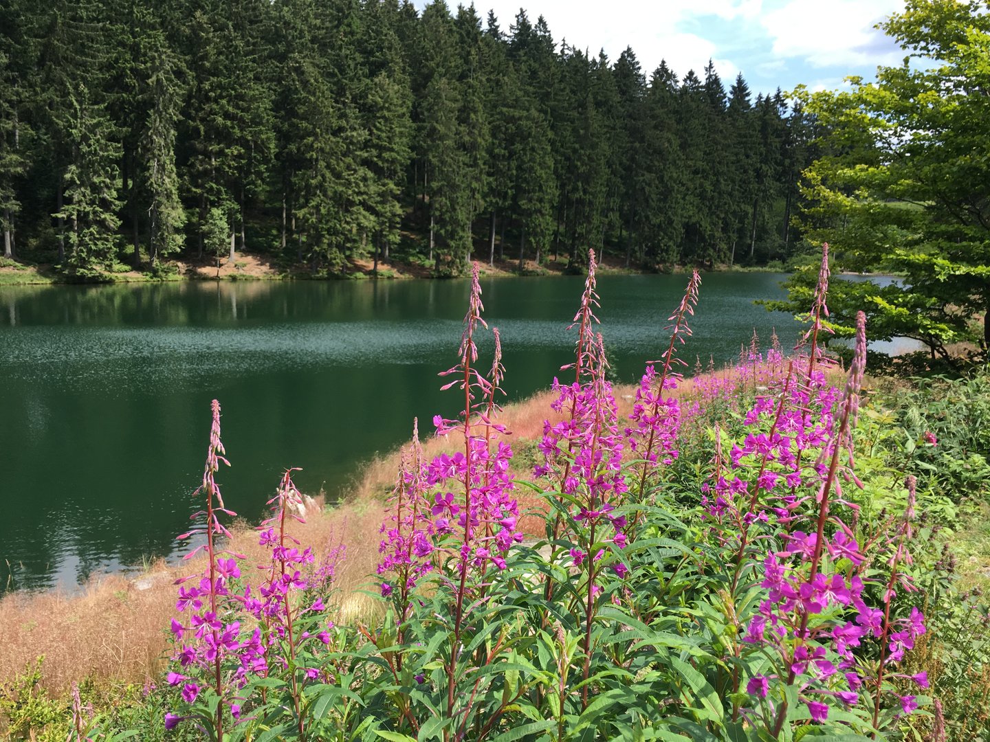 Auerhahnteich bei Hahnenklee