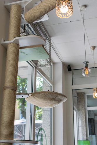 Klettermöglichkeit im Katzen Cafe