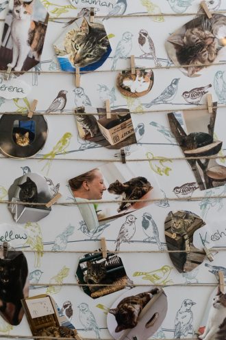 Katzen des Katzentempels