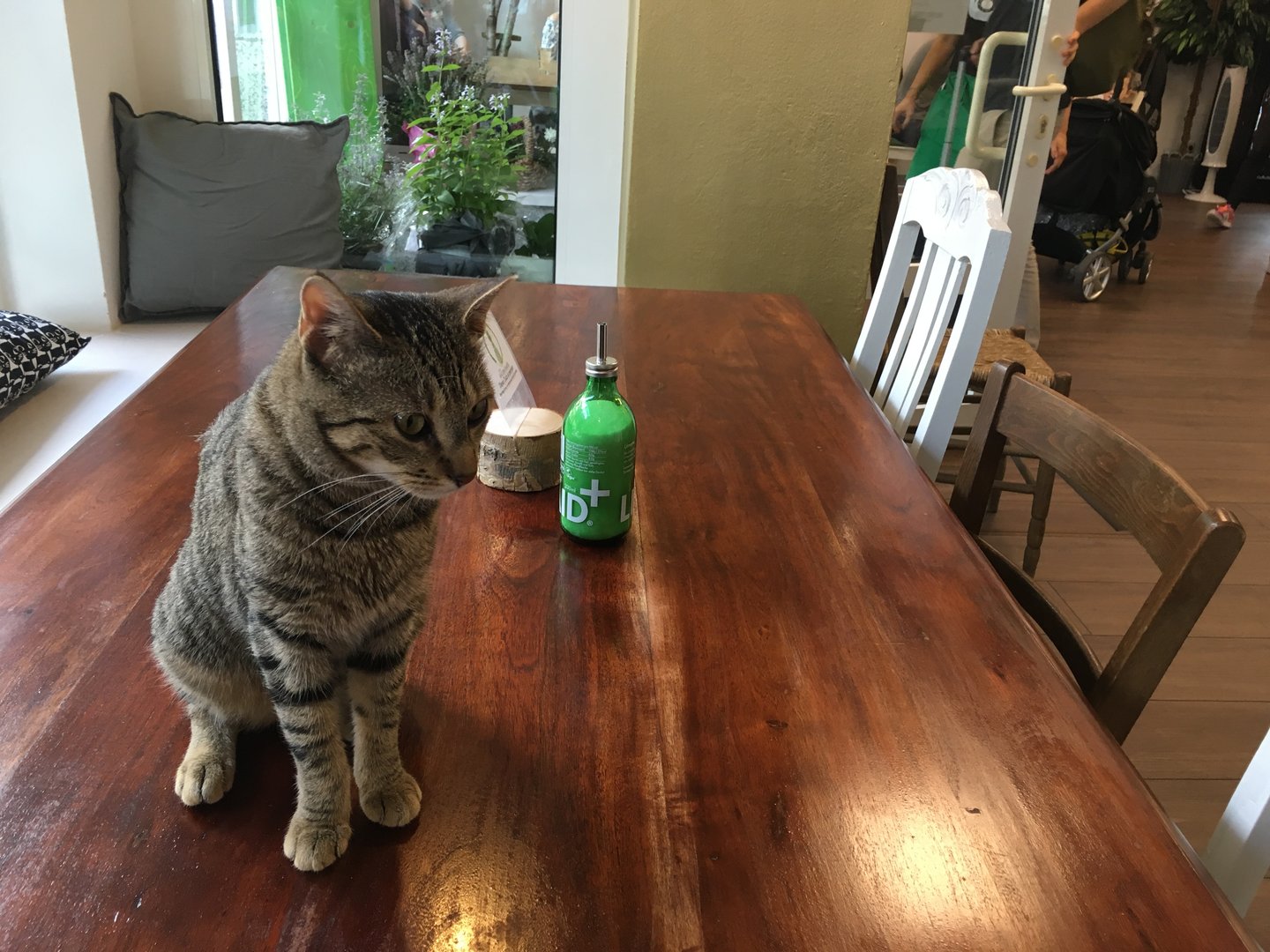 Katze auf Tisch Katzencafe