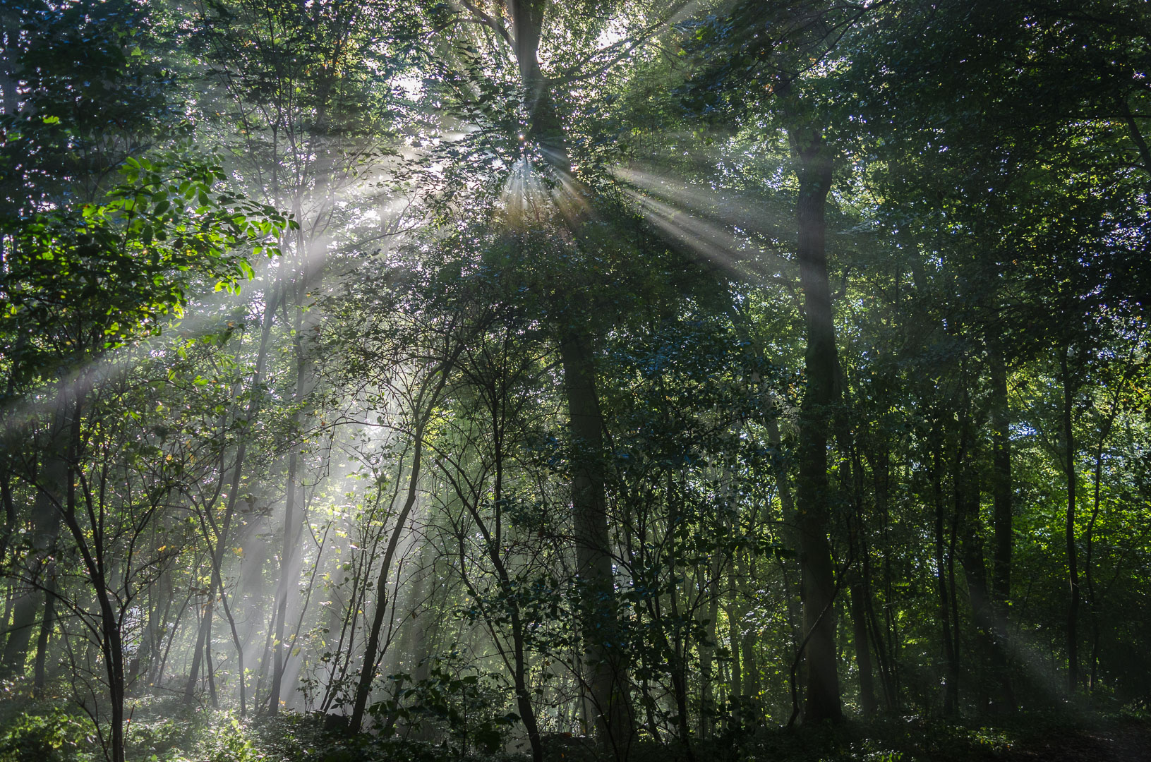 Licht im Wald Königswinter