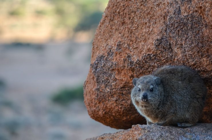 Klippschliefer Namibia