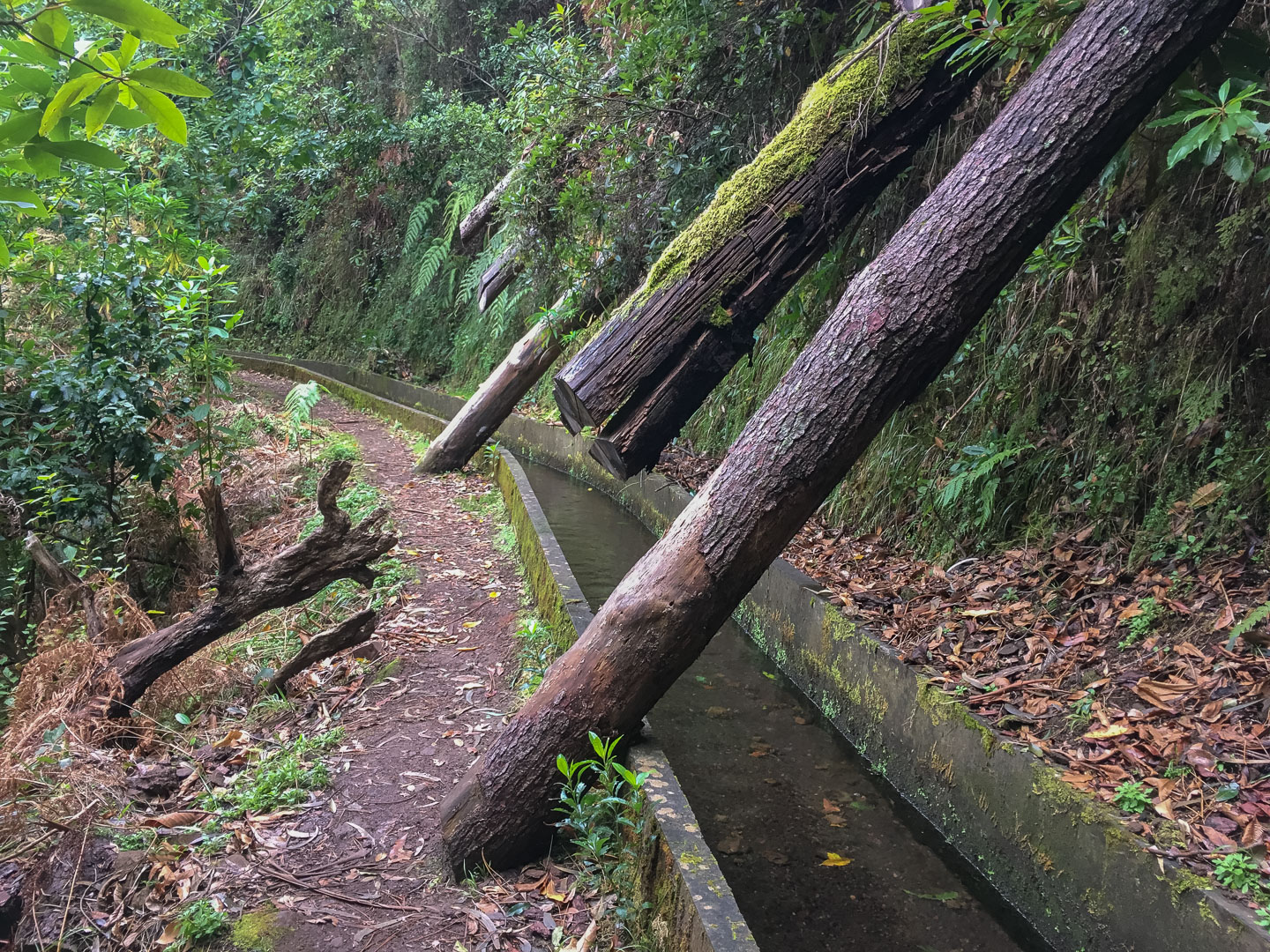 Madeira wandern