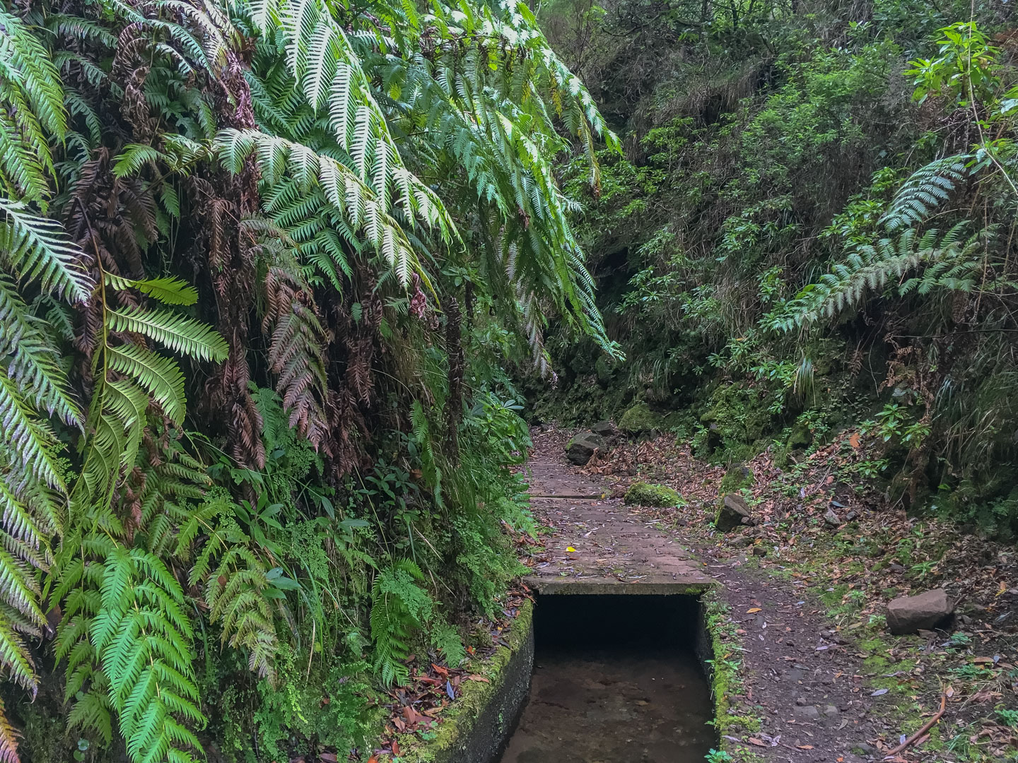 wandern auf Madeira
