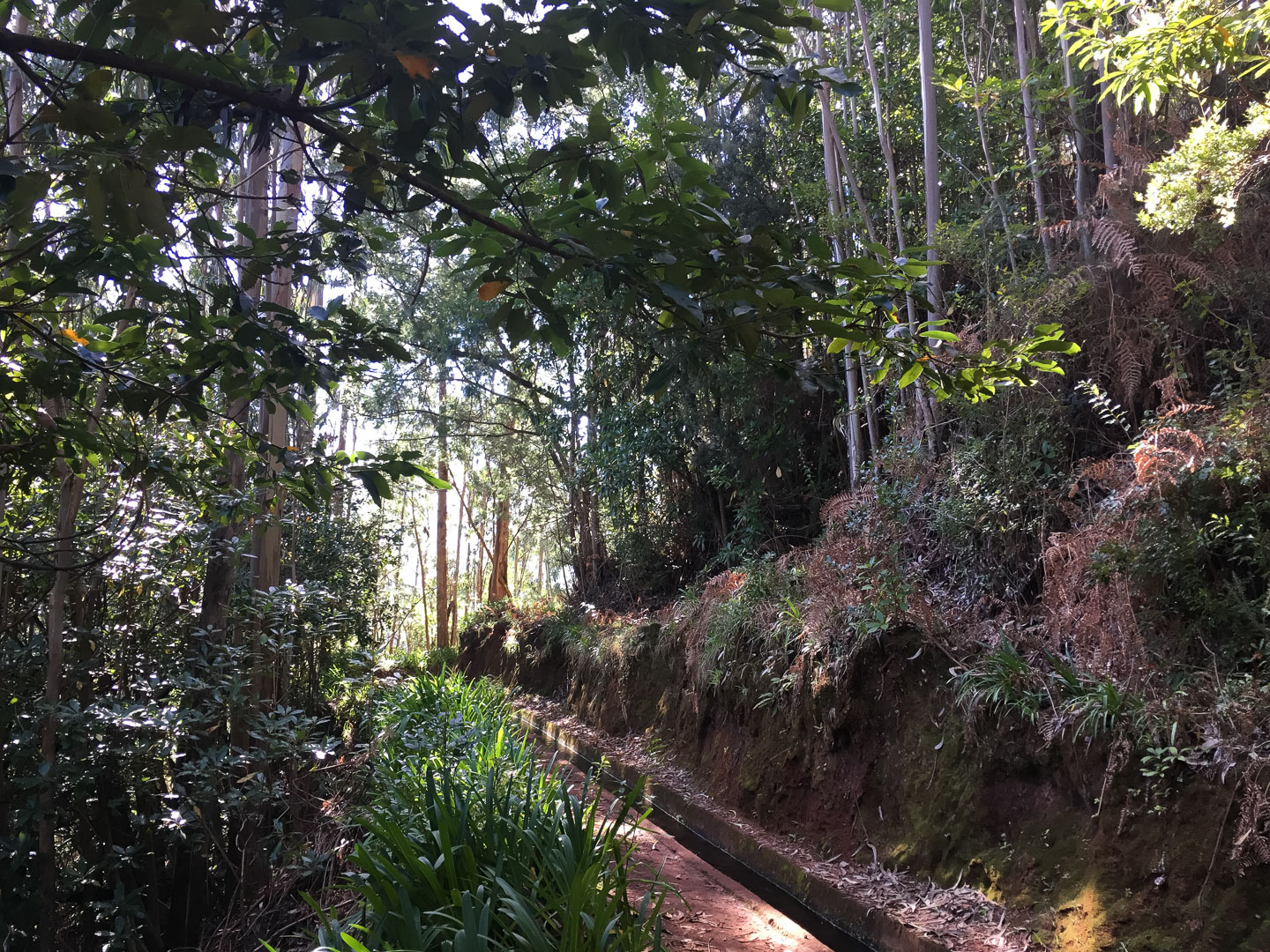 Madeira Levada Wanderung