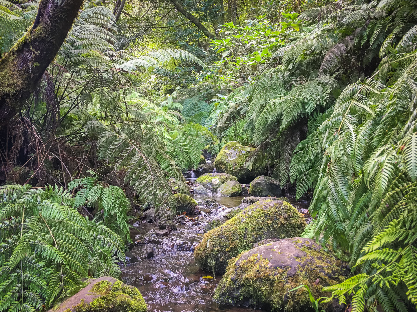Madeira Levada Wanderung