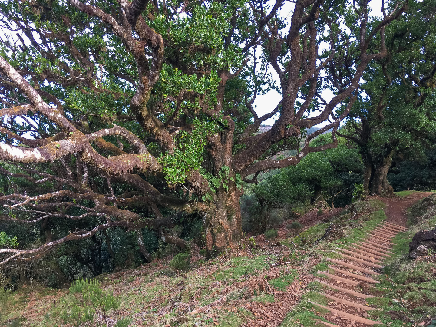 Wandern auf Madeira