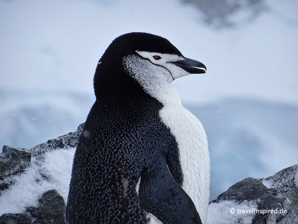 Zügelpinguin Antarktis Orne Harbour