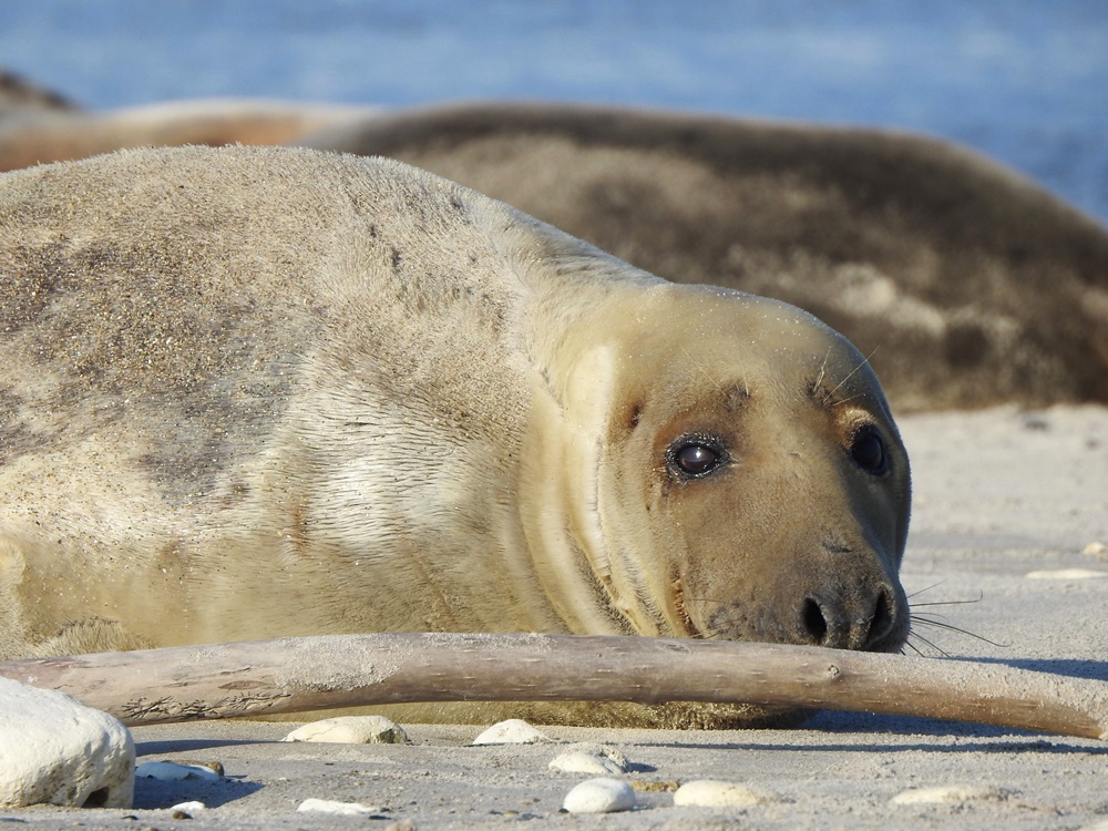 Helgoland Fremdgelesen