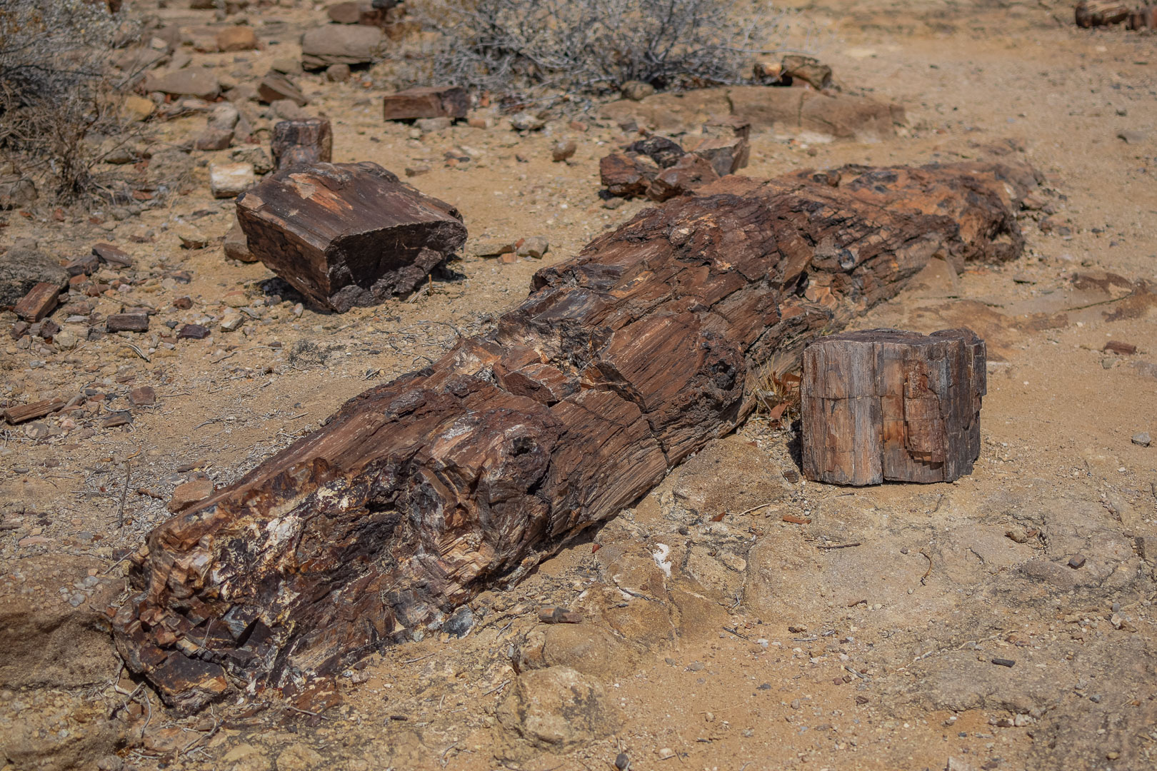 Namibia petrified forest