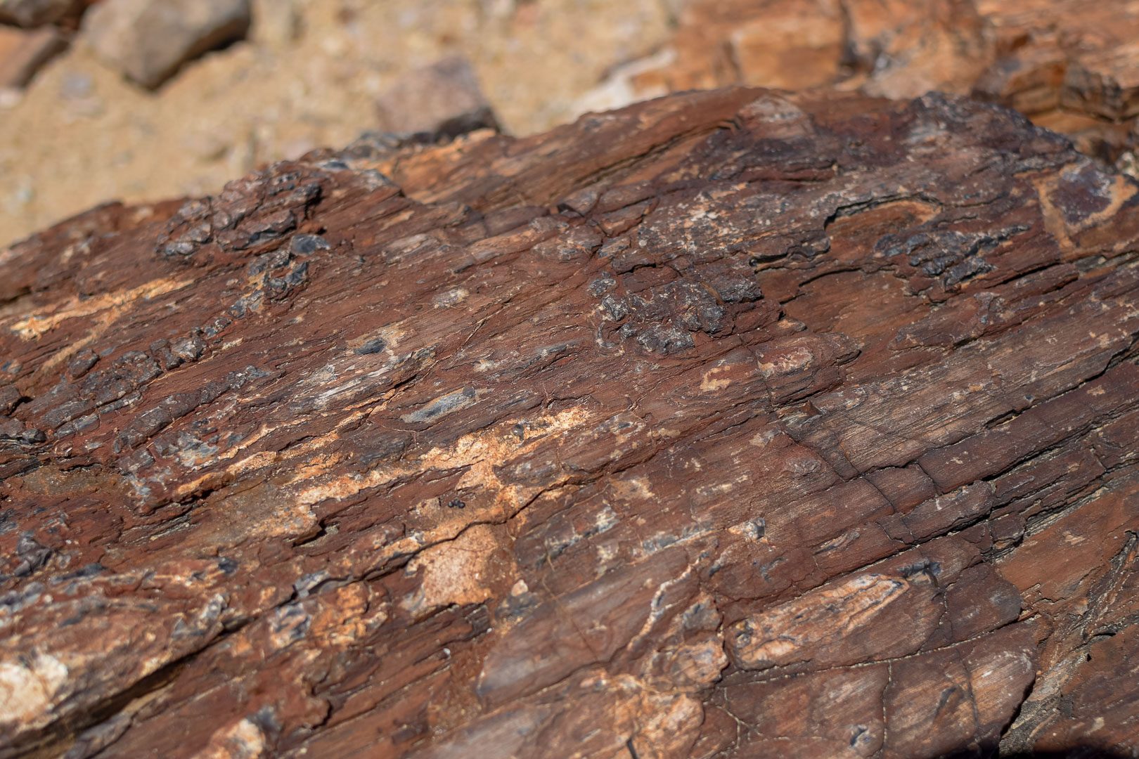 Namibia petrified forest