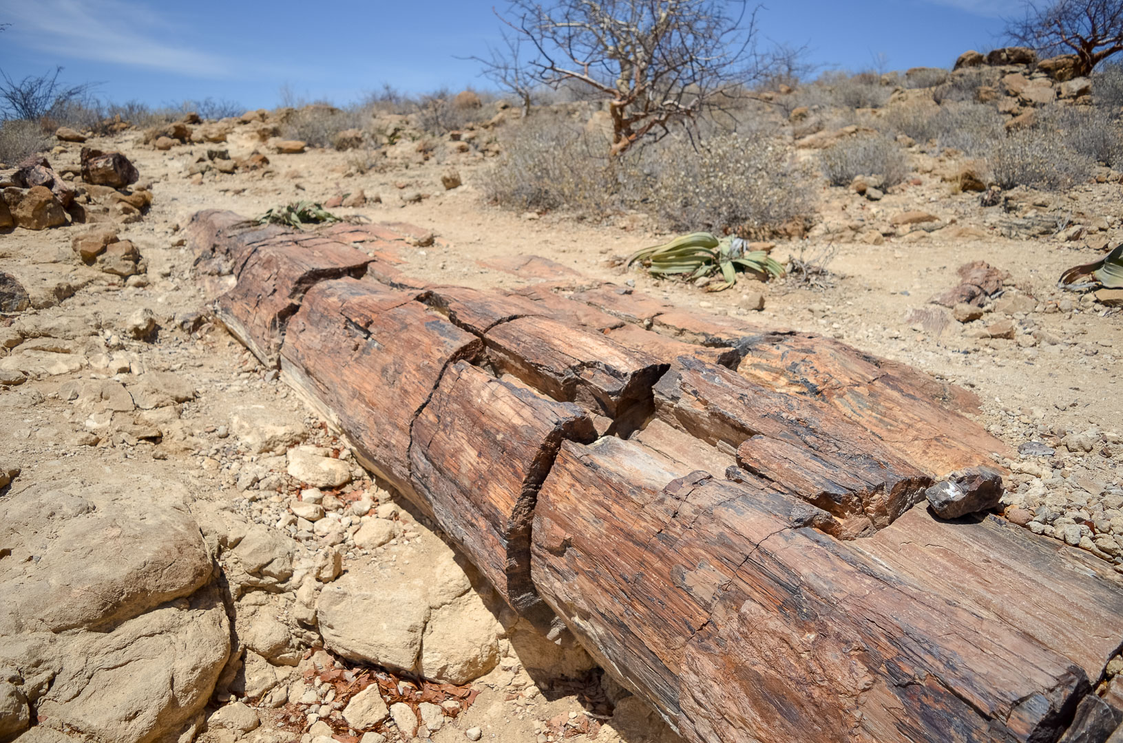Namibia petrified forest