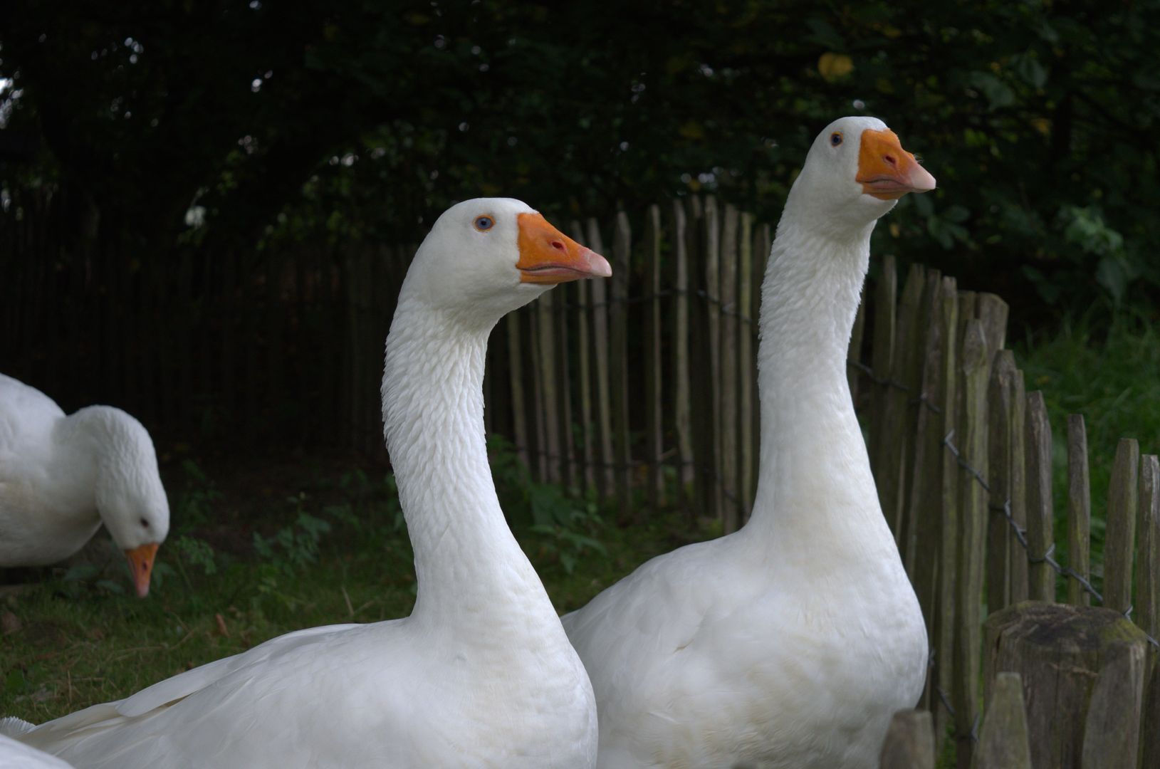 Tierpark Arche Warder Ausflugsziel in Norddeutschland North