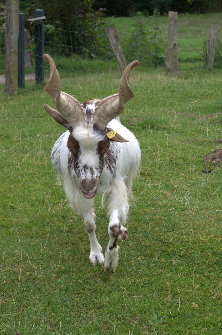 Arche Warder bei Kiel