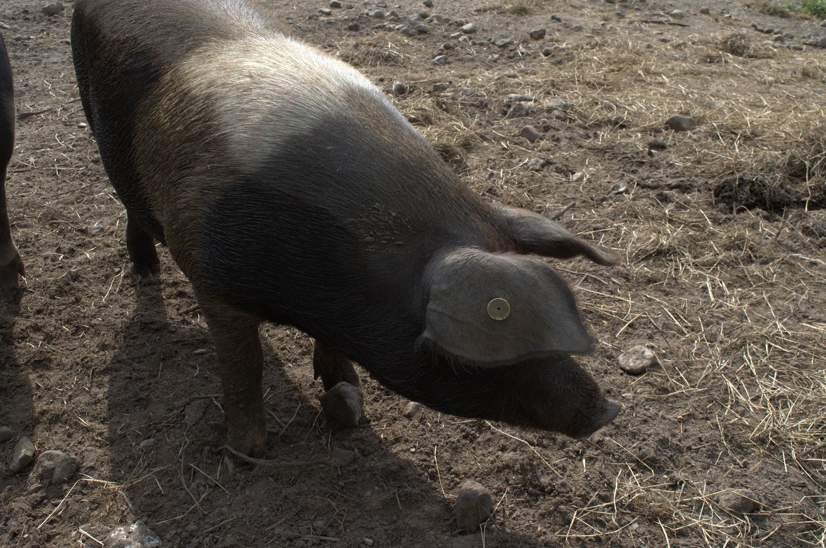 Tierpark Arche Warder Ausflugsziel in Norddeutschland North