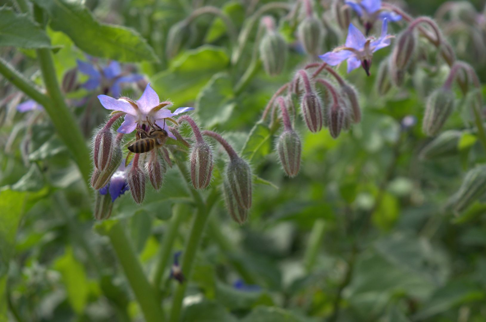 Arche Warder bei Kiel