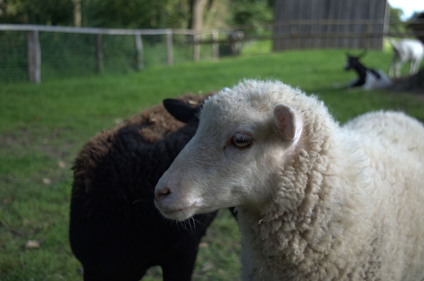 Freilichtmuseum-Molfsee-Kiel-Norddeutschland