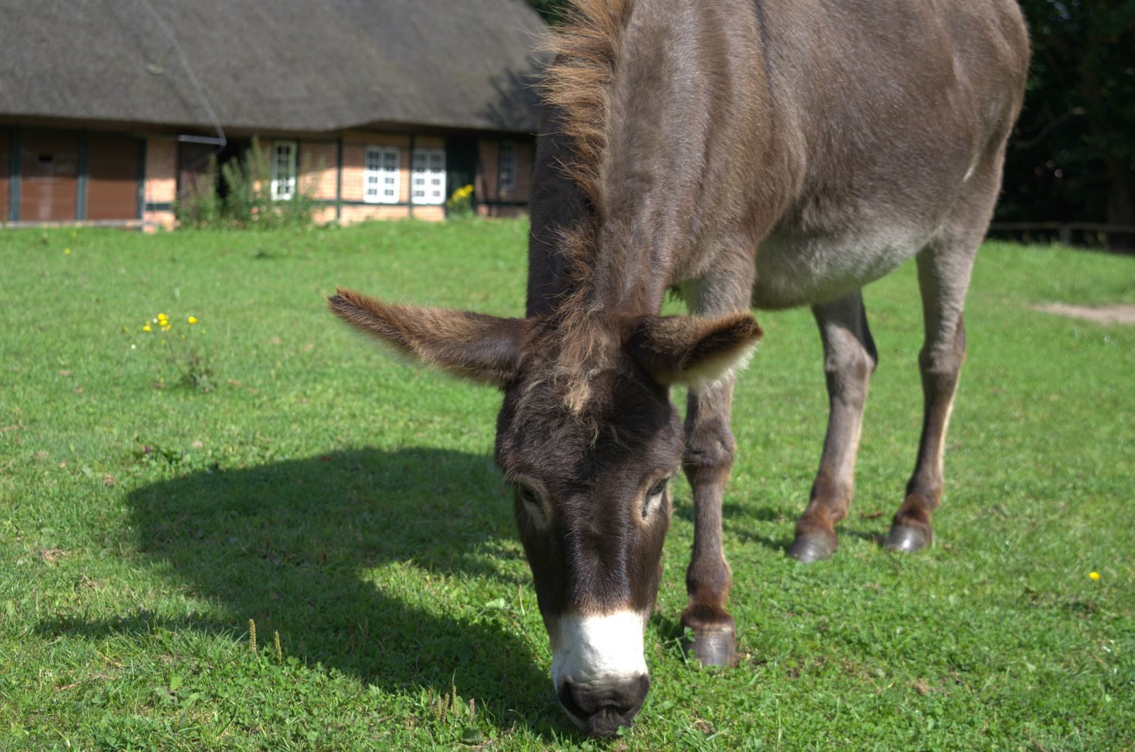 Freilichtmuseum-Molfsee