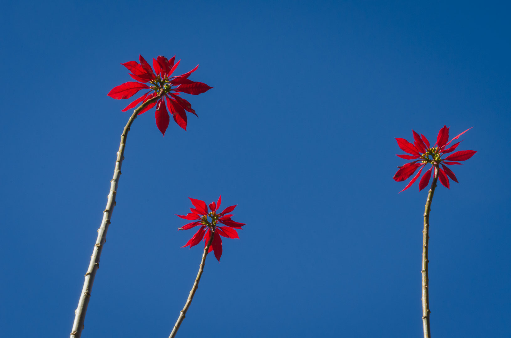 Madeira Blumen