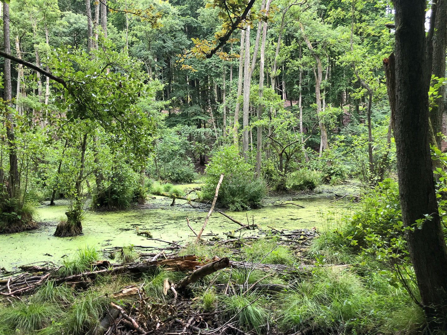 Rügen-mit-Kinderwagen