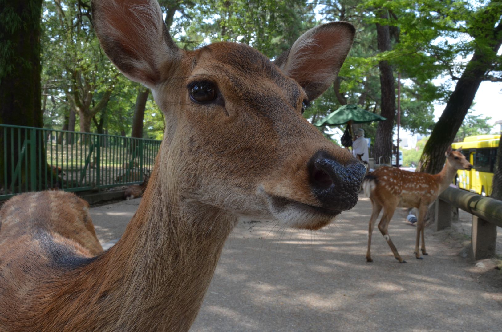 Japan-Nara-Hirsche