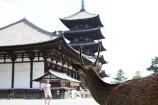 Japan-Nara-Hirsche