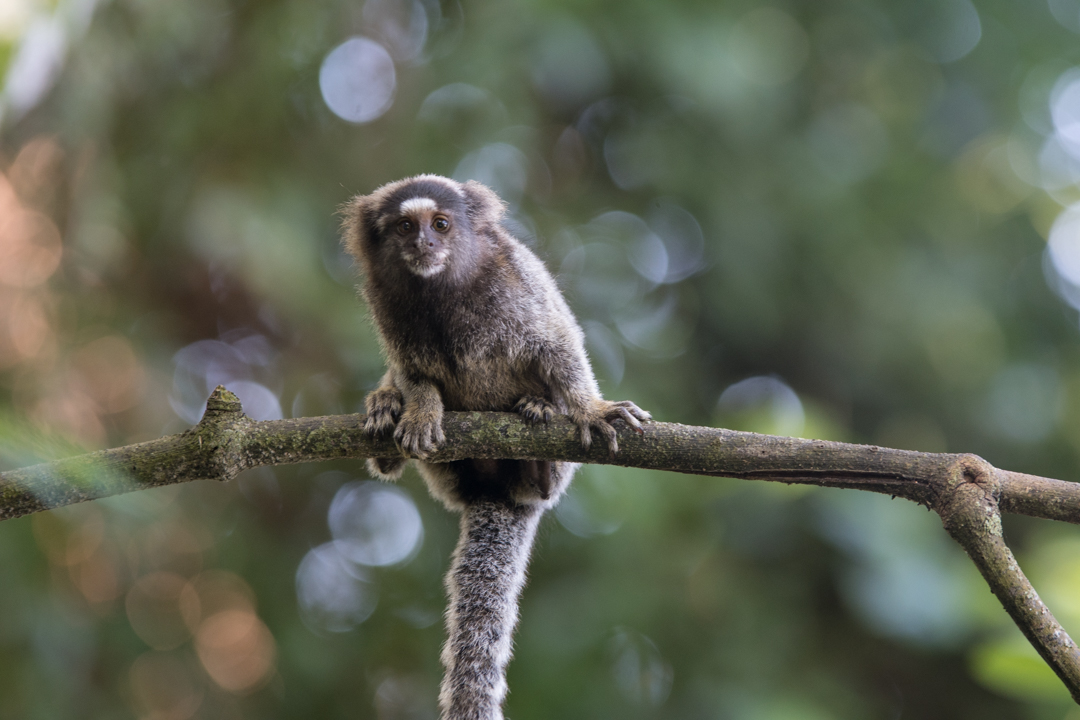 fremdgelesen-northstarchronicles