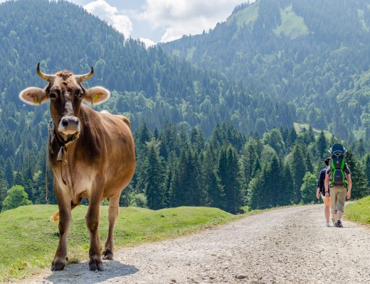 Schetteregg-Wanderweg-Alpe-Obere-Falz
