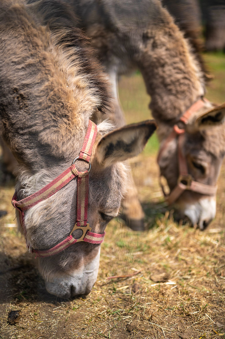 Tiere-auf-Ziegenalm-Harz
