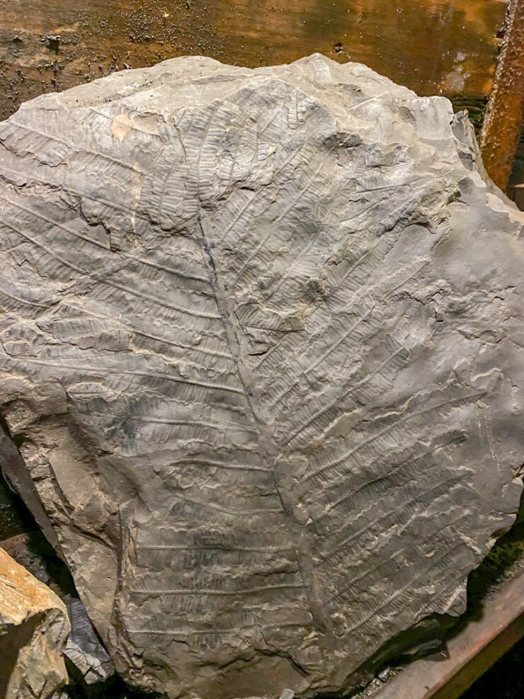 versteinerte-Pflanze-Harz